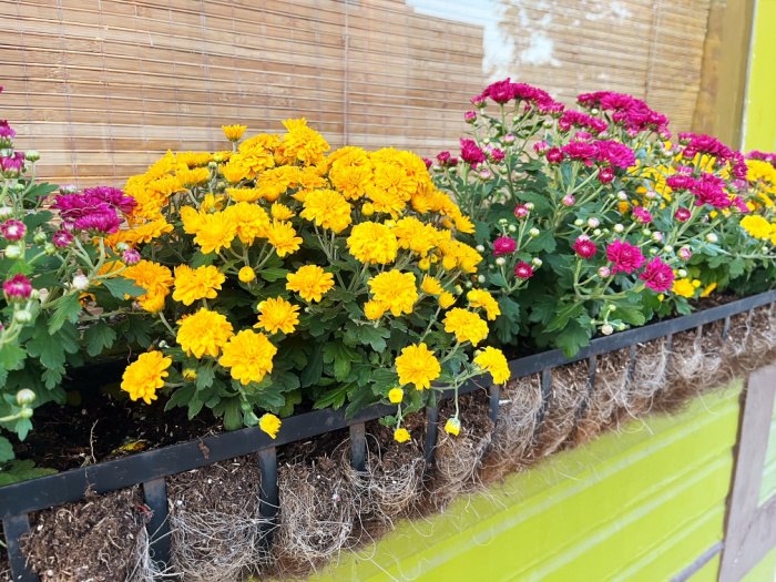 fall mums